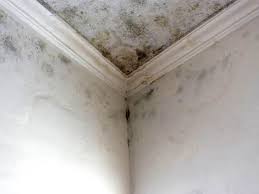  Des Moines, WA Mold Removal Pros