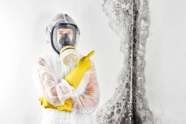 Best Mold Odor Removal Services in Des Moines, WA